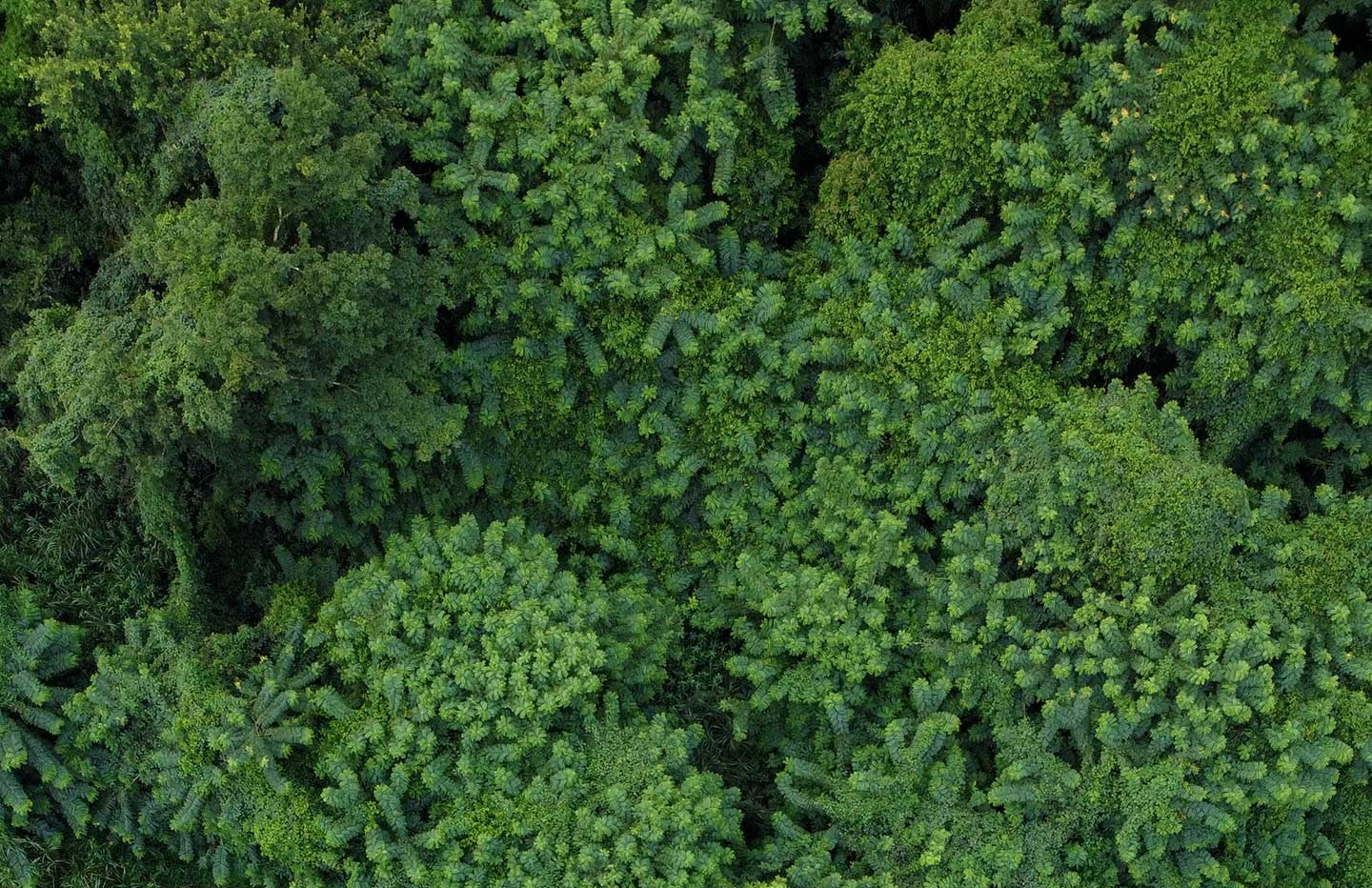 Nasce la Foresta Nippon Gases